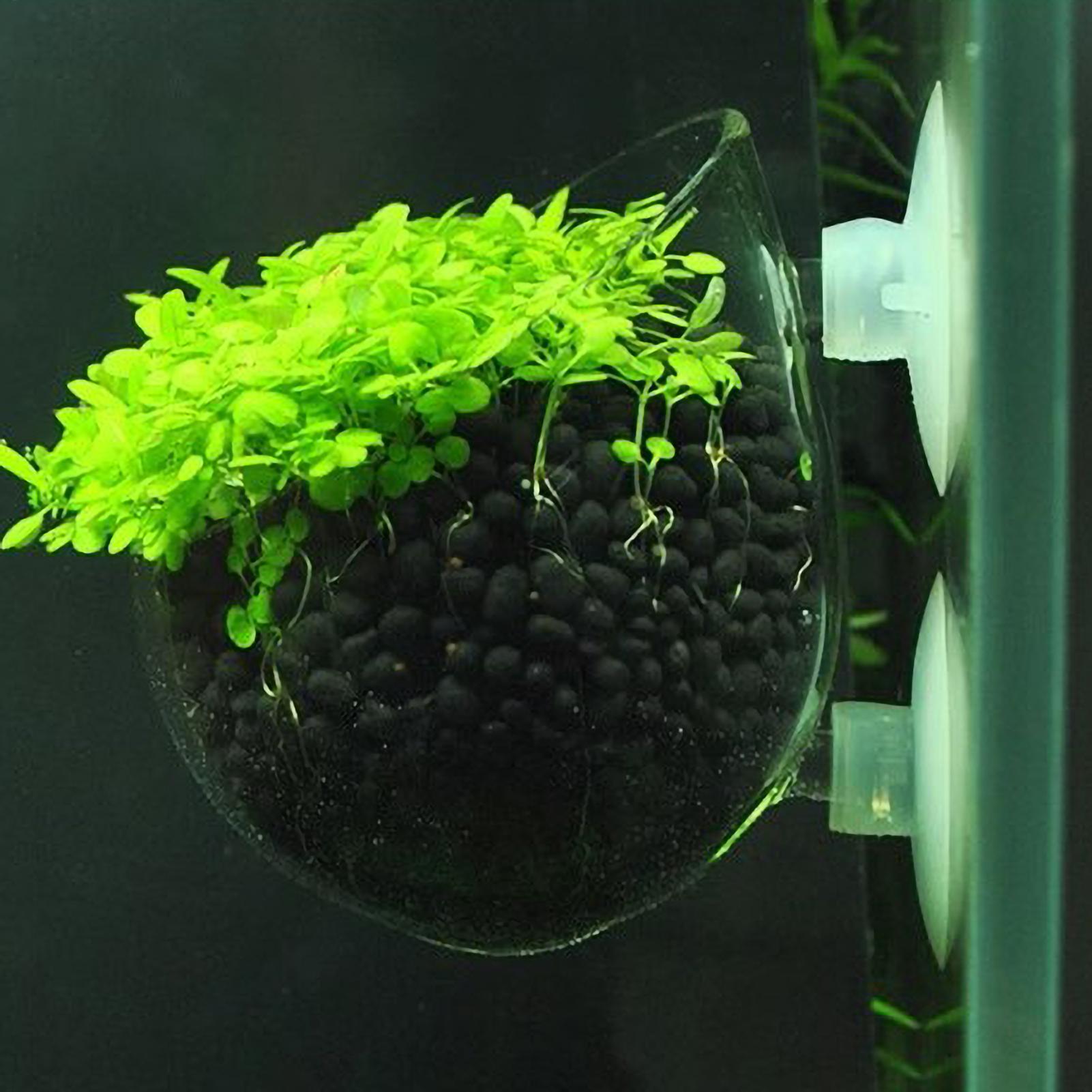 Aquarium Plant Gel - ที่วางต้นไม้ในตู้ปลา กระถางแก้วสำหรับปลูกพืชน้ำ พร้อมจุกดูดสุญญากาศ สำหรับปลูกพืชสดในตู้ปลา ที่วางต้นไม้ในตู้ปลา ของตกแต่งตู้ปลา