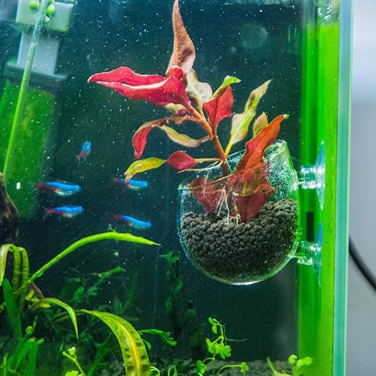ที่วางต้นไม้ในตู้ปลา กระถางแก้ - Aquarium Plant Gel บทวิจารณ์และราคา